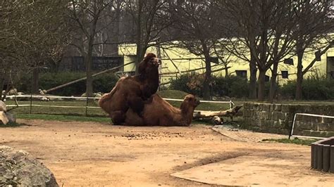 tieren pornos|Kostenlose Zoo.